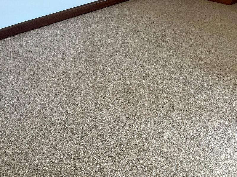 urine on wool carpet