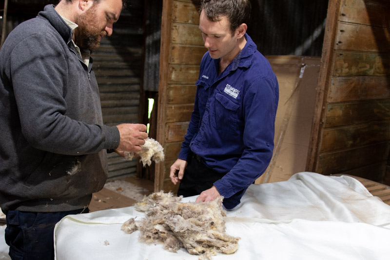 Northam wool producer showing steamwest carpet cleaning technician merino wool fibre