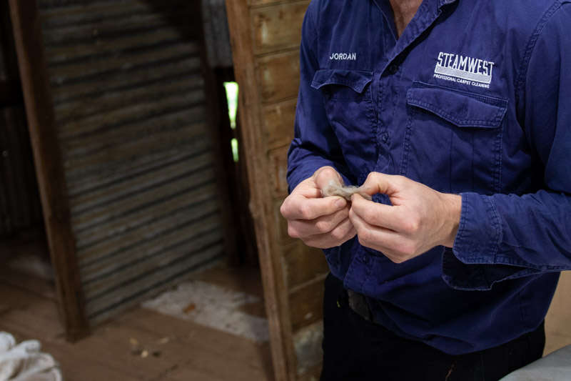 Steamwest carpet cleaning technician looking at merino wool fibre in the wheatbelt