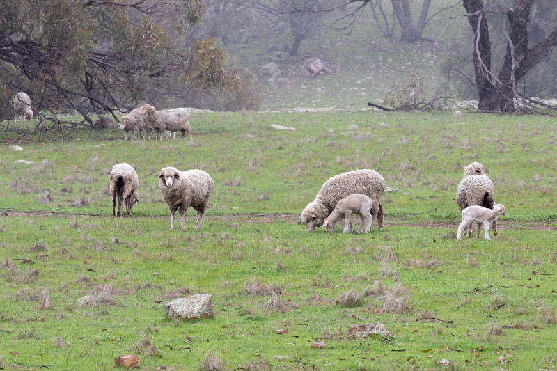 Merino Sheep in Northam